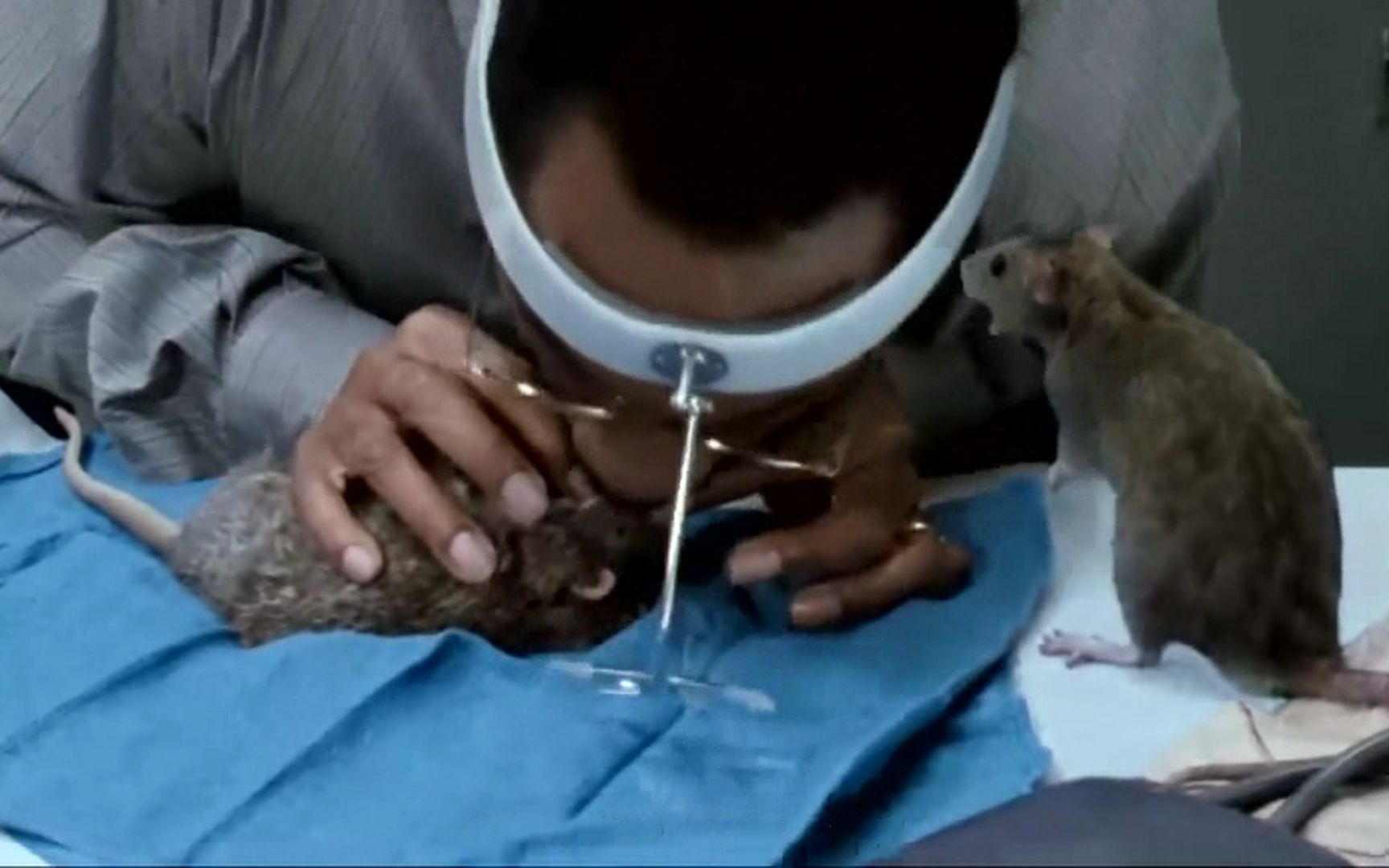 奇幻片：医生能够和动物说话，给老鼠做人工呼吸，成功当上了英雄