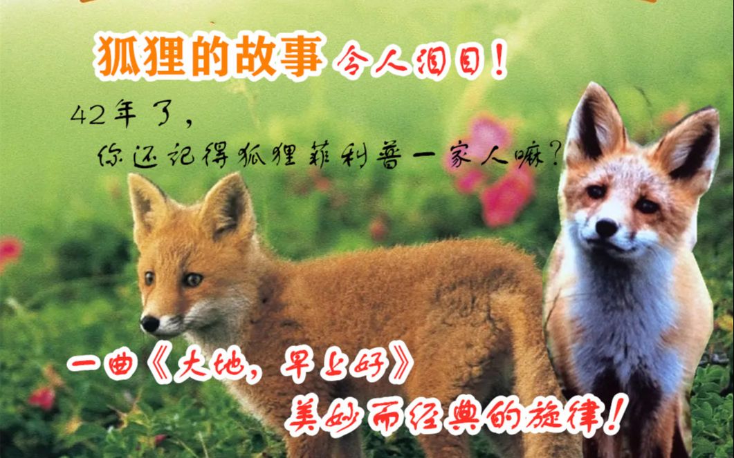 暴露年龄了！这部1978年拍摄的日本记录片《狐狸的故事》，你还记得吗？插曲《大地，早上好》一代人共同的记忆，可曾是否鼓励过你呢？