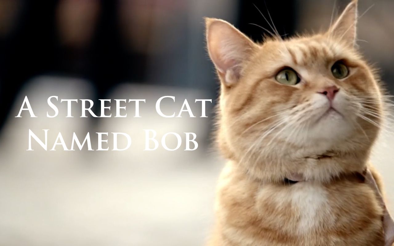 "Bob,听说你是我看过最励志的猫片"--纪念逝去的流浪猫鲍勃