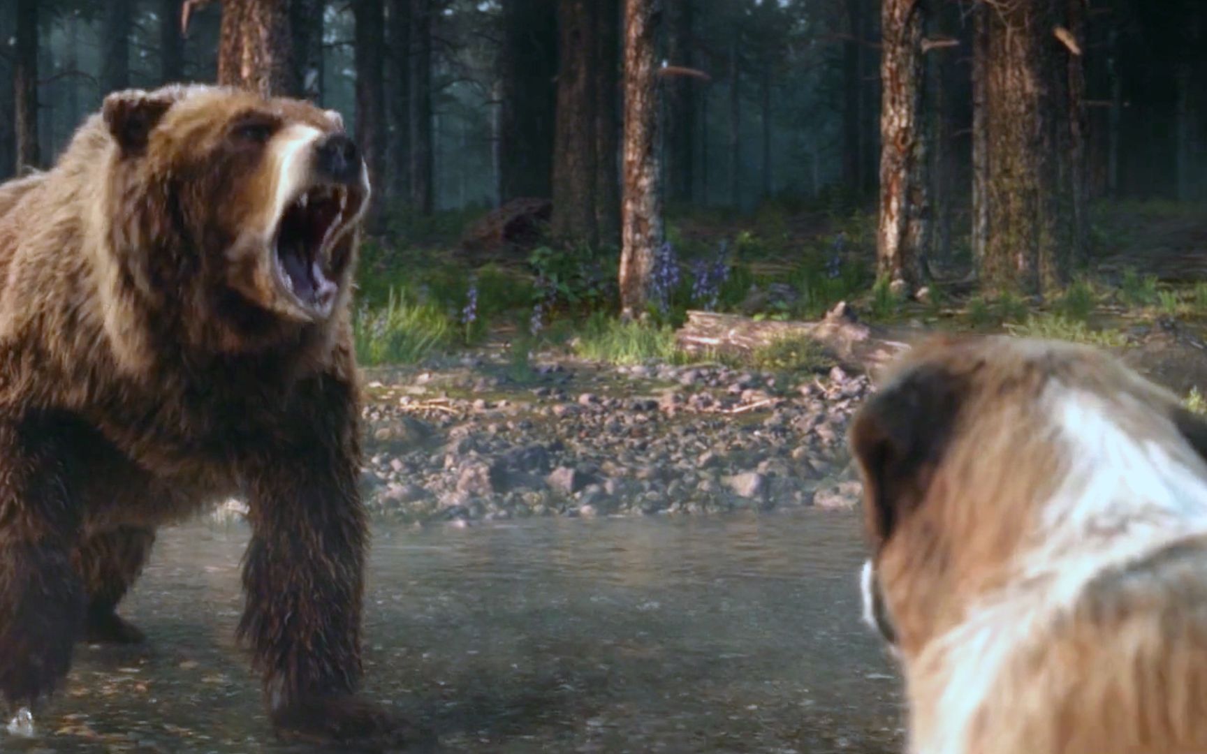 几分钟看完动物电影《野性的呼唤》，一只家养的狗，居然吓退了野熊，狗贩子居功至伟