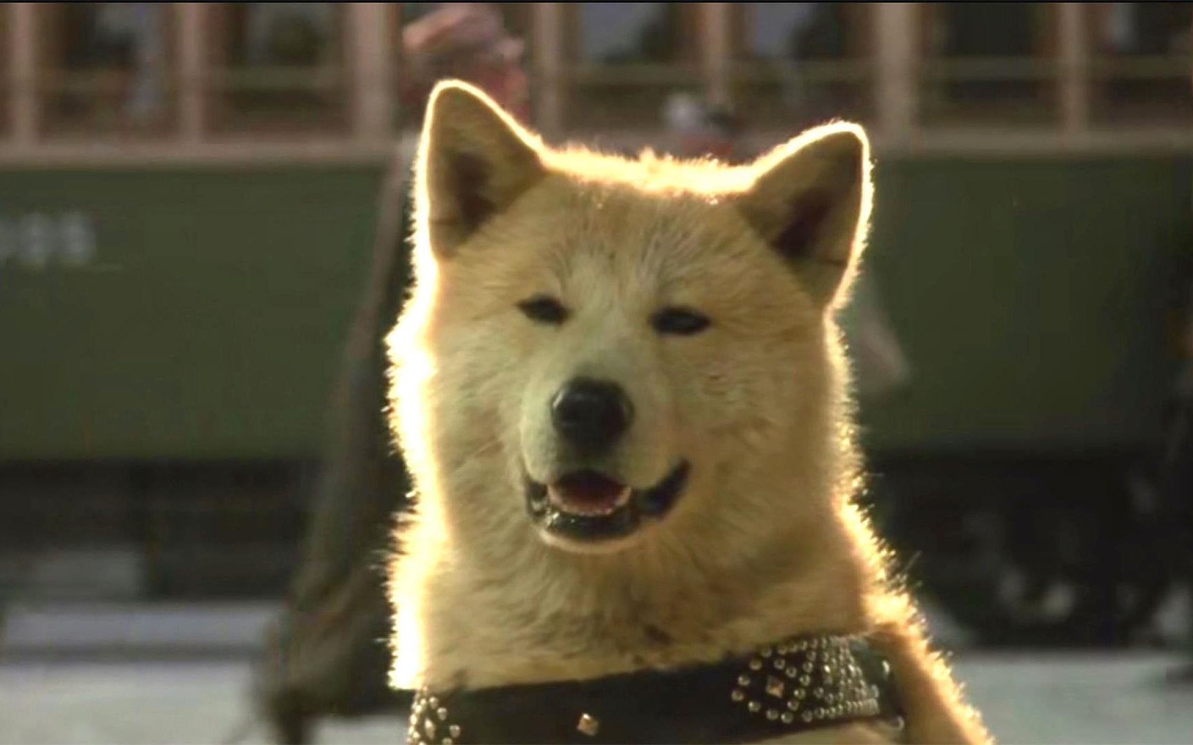忠犬八公物语：价值21亿日元的秋田犬阿八，至少10亿人被他感动