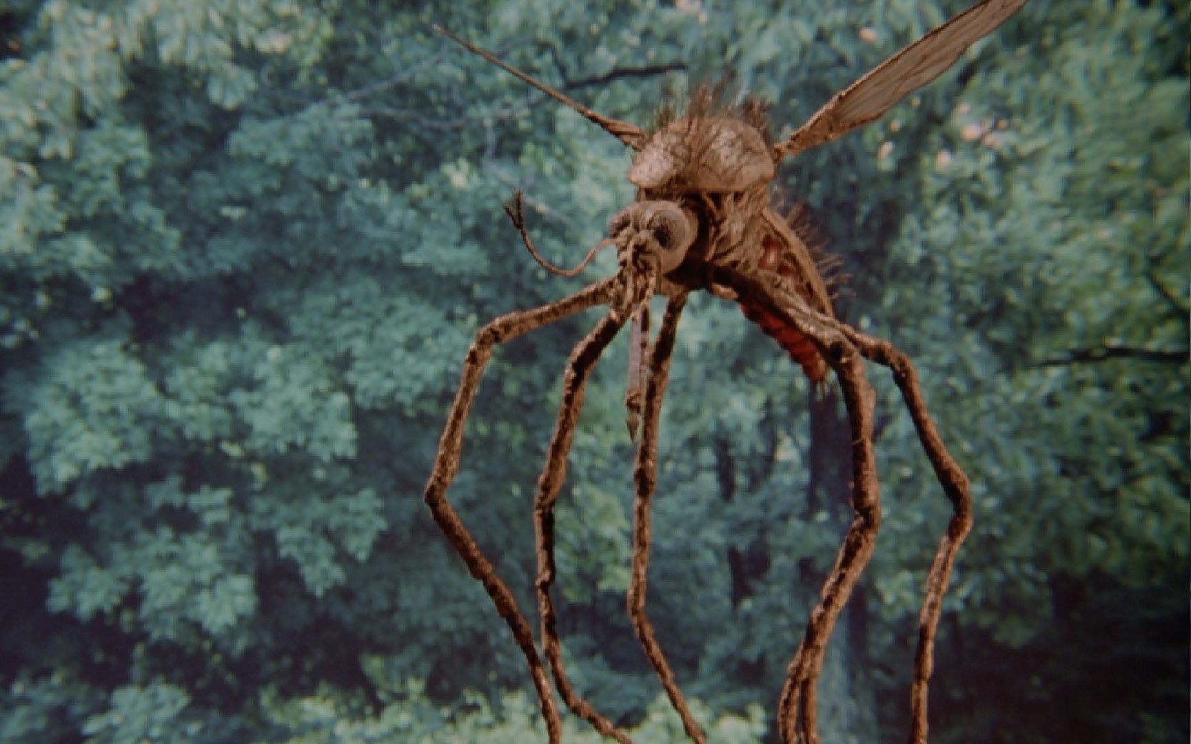 几分钟看完恐怖电影《巨蚊之灾》，蚊子生长的比人大，一口下去人就变成干尸，眼球会爆出来