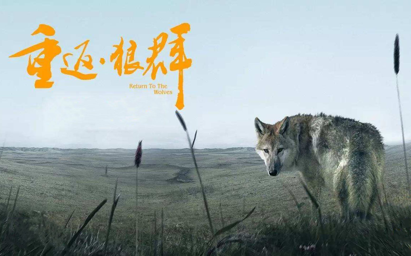国产纪录片《重返狼群》世界第一匹成功回归狼群的野狼