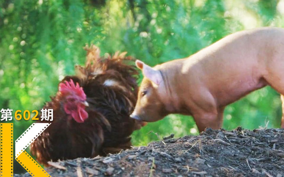 【看电影了没】在美国真实版开心农场，猪和鸡谈恋爱了。《最大的小小农场》