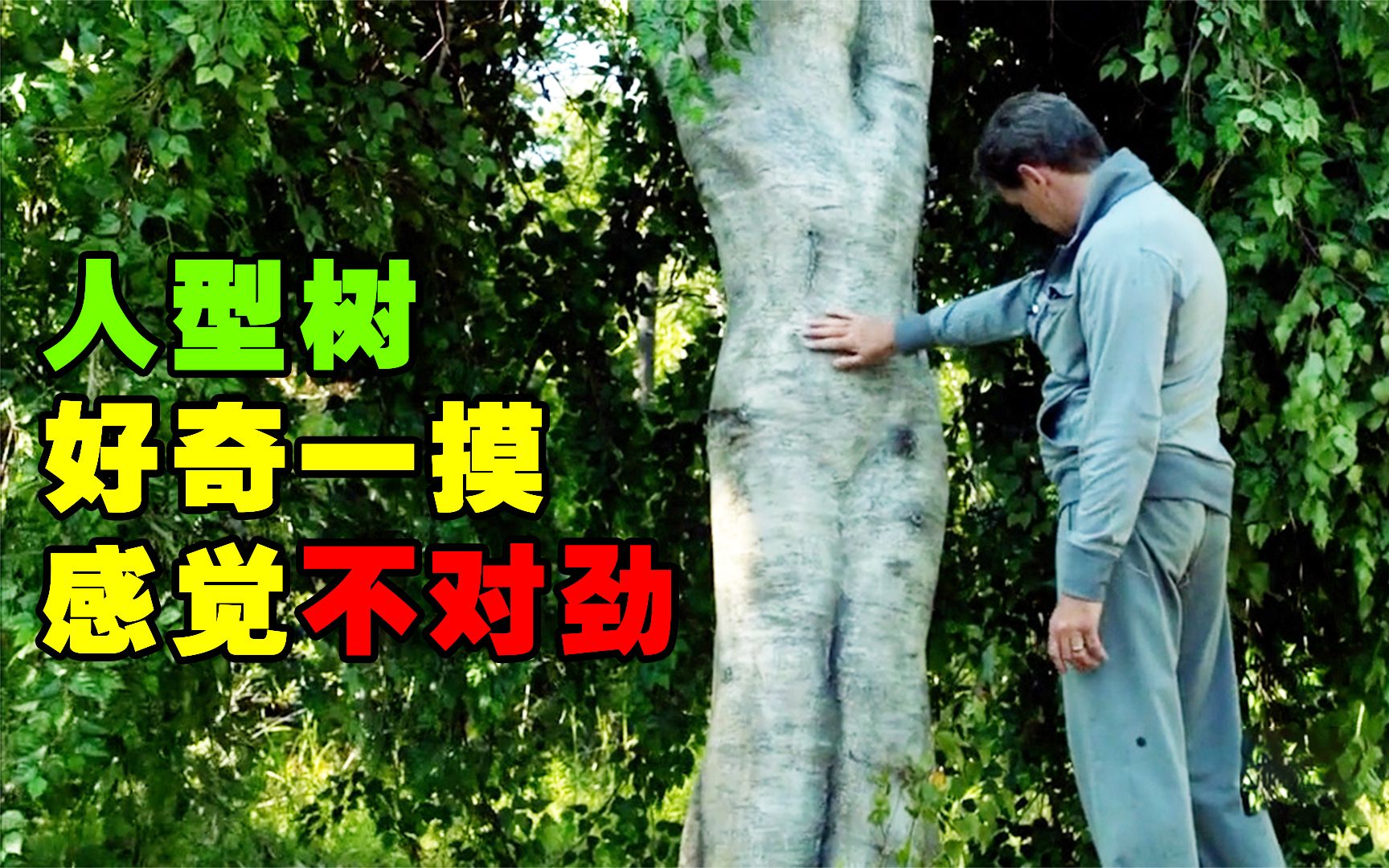 男子意外发现一颗人型树，好奇一摸，从此怪事接连发生